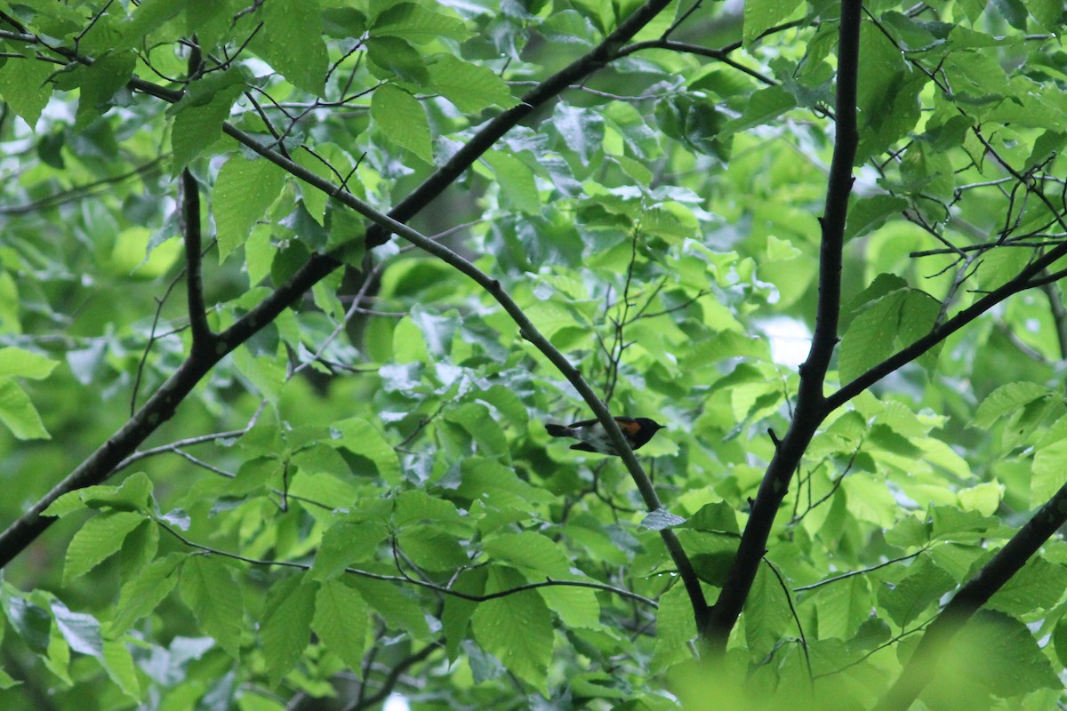 American Redstart - ML227611671