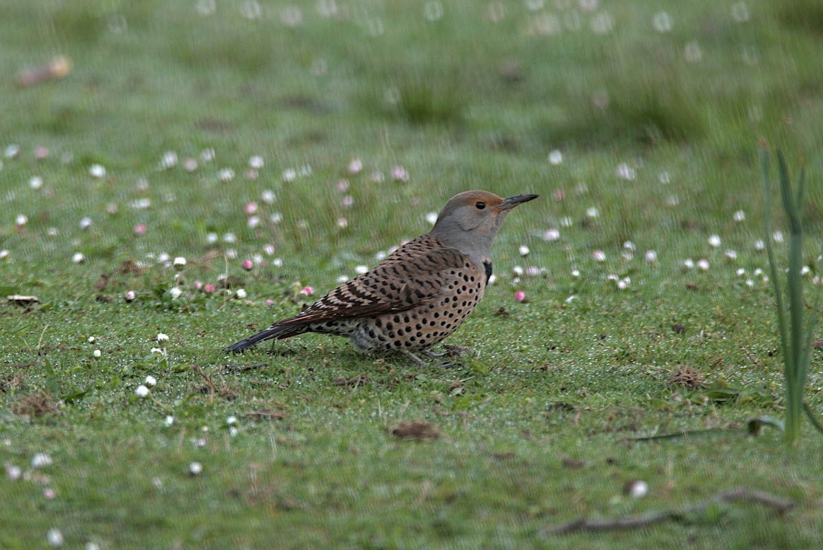Northern Flicker (Red-shafted) - ML227611711