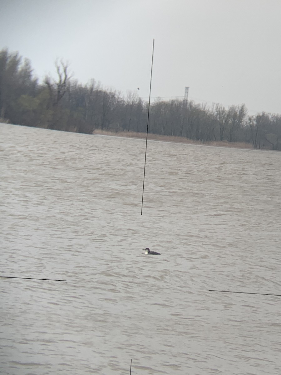 potáplice lední - ML227612051