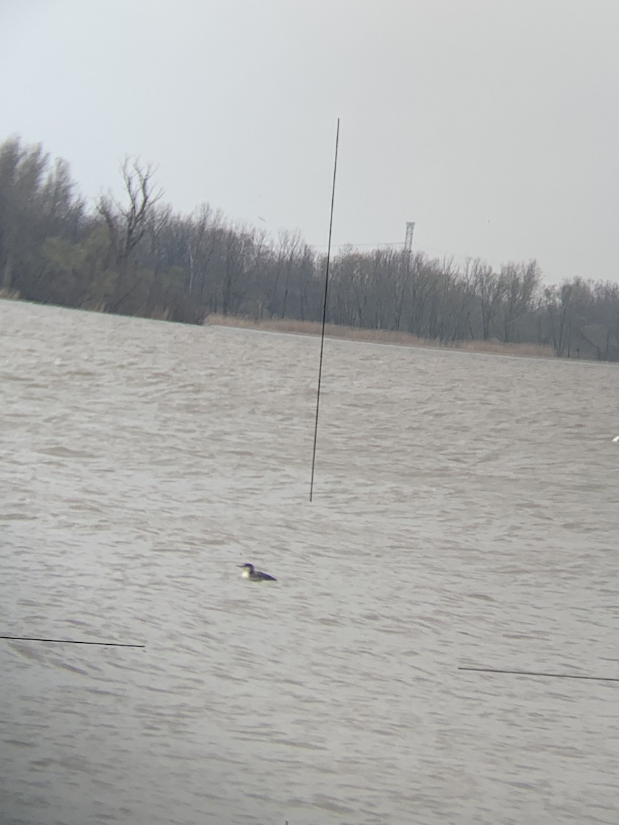 potáplice lední - ML227612141