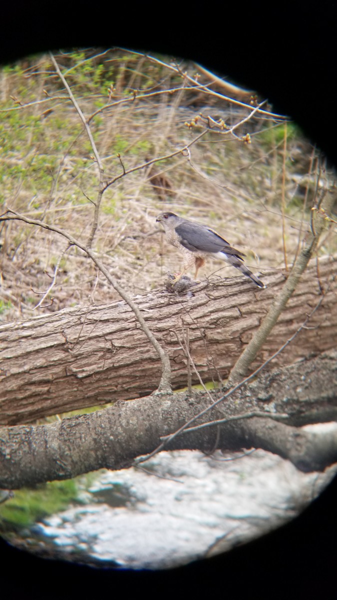 Cooper's Hawk - Chad Marks-Fife