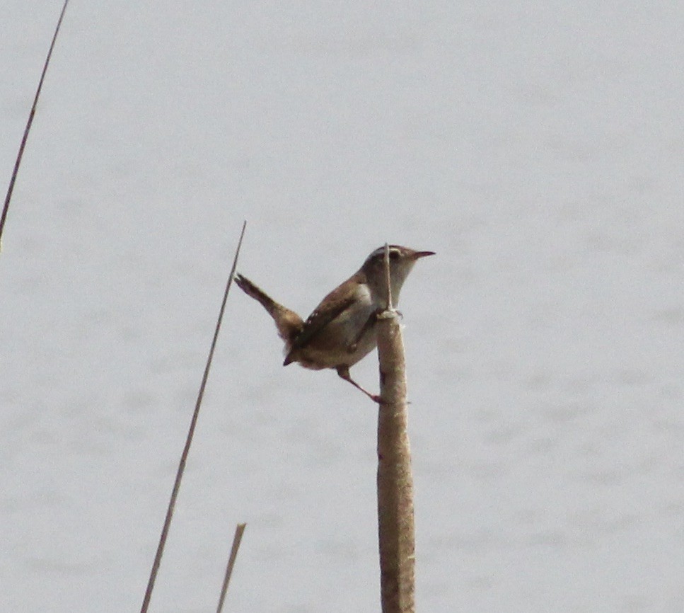 Marsh Wren - ML227615991