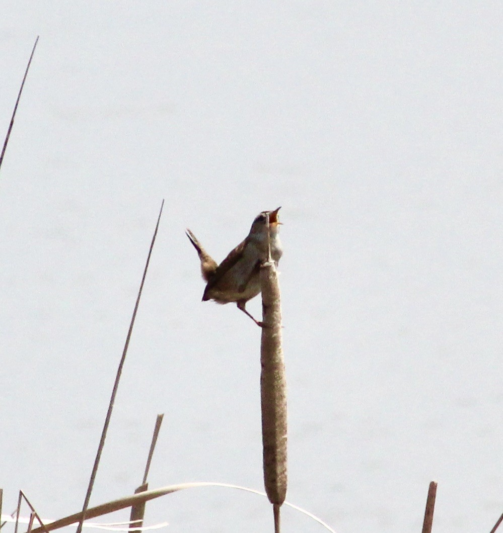 Marsh Wren - ML227616011