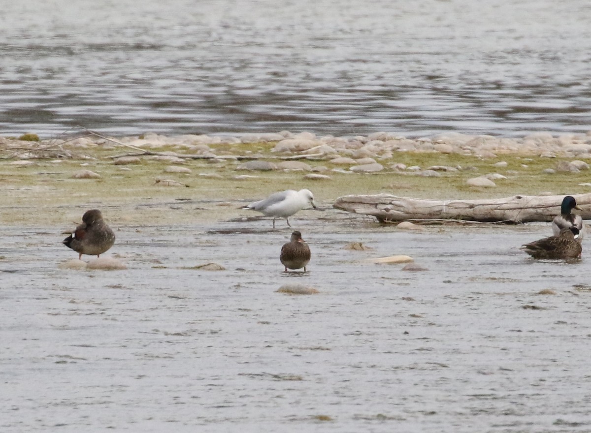 Ring-billed Gull - ML227616571