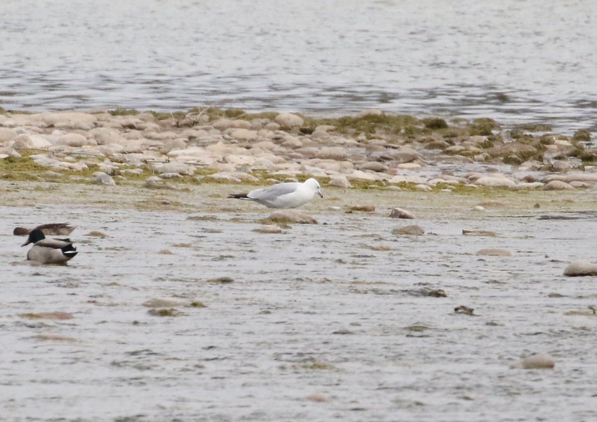 Ring-billed Gull - ML227616581