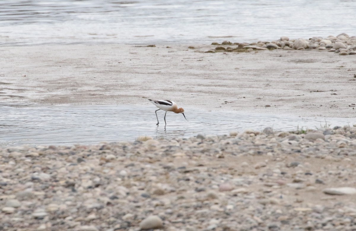 American Avocet - ML227616671