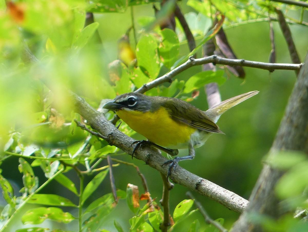 Yellow-breasted Chat - ML227616741