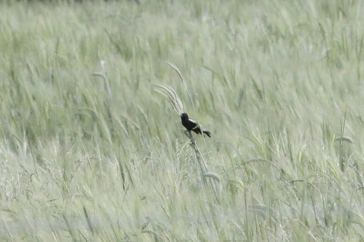 bobolink - ML227617771