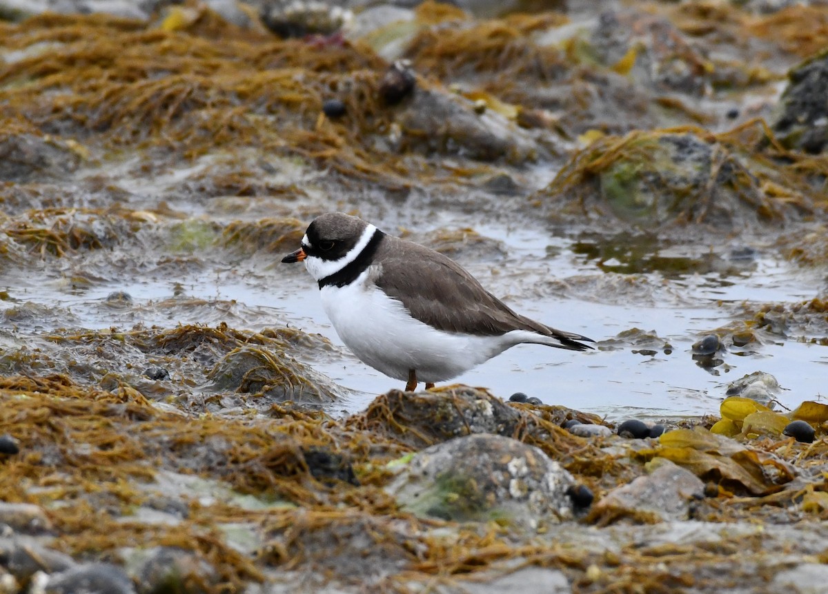 Semipalmated Plover - ML227618681