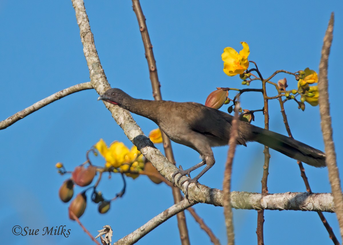 Gray-headed Chachalaca - Sue&Gary Milks