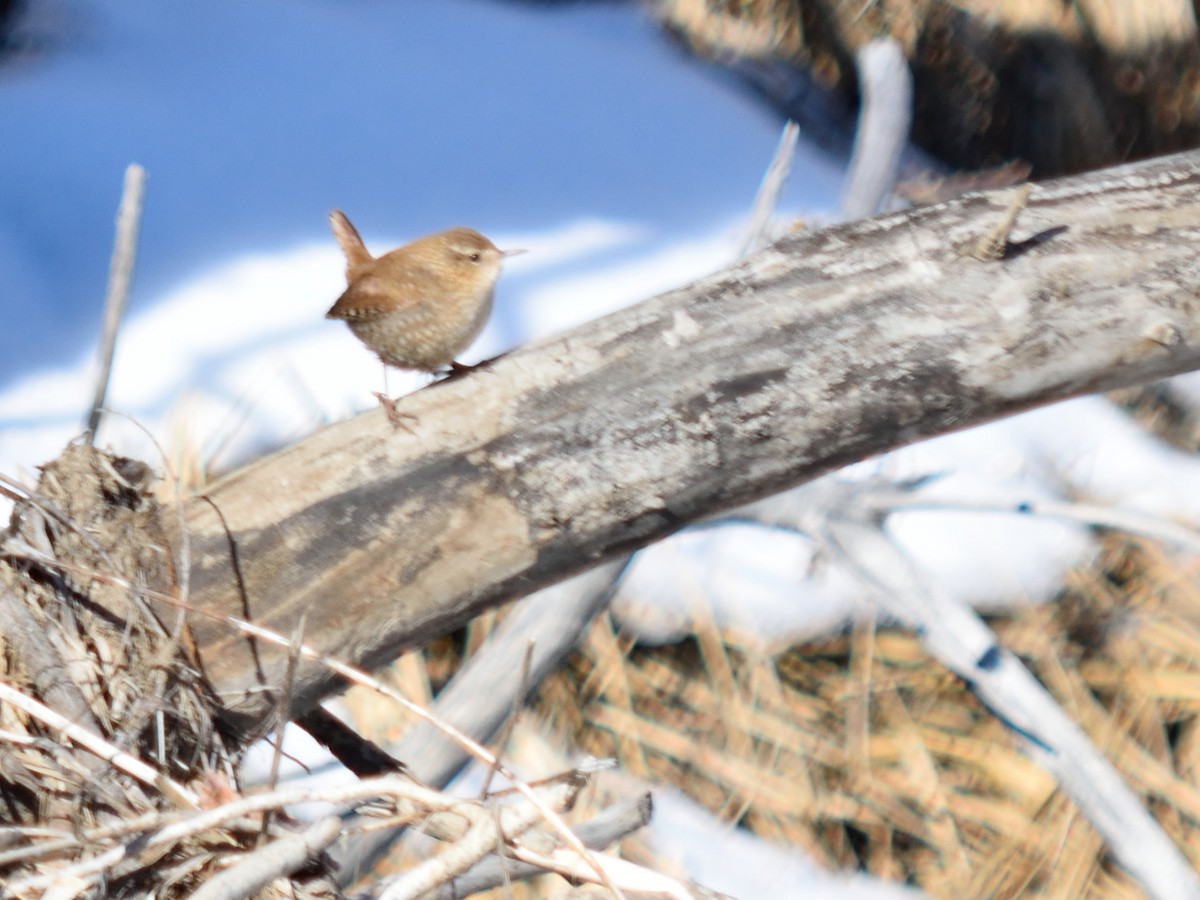 Winter Wren - ML22762011