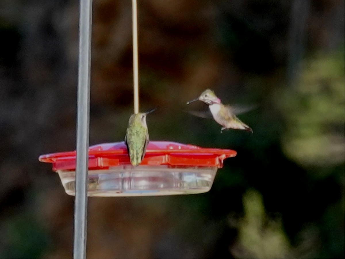 Calliope Hummingbird - ML227620701