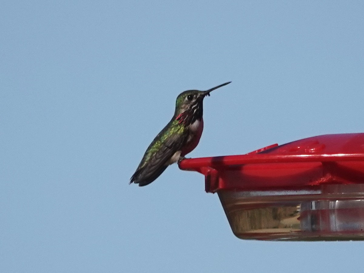 Calliope Hummingbird - ML227620991