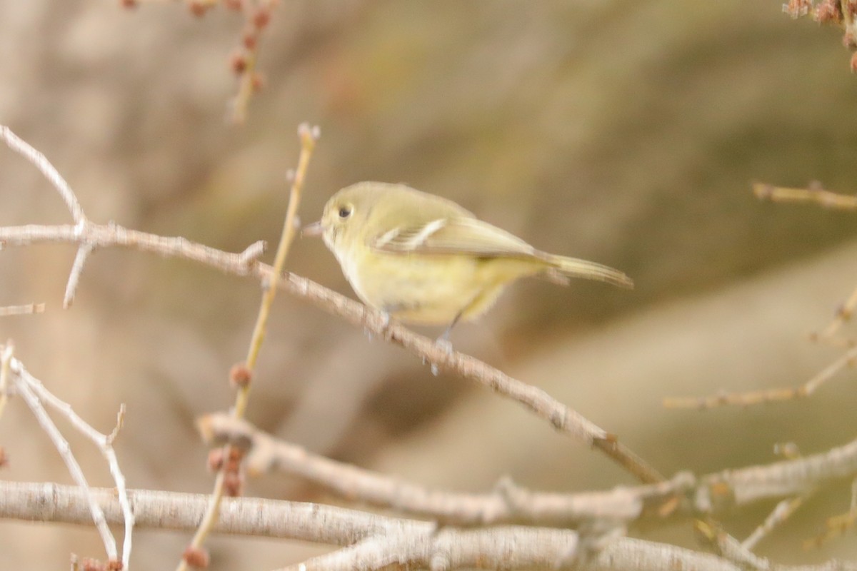 Hutton's Vireo - ML227621261