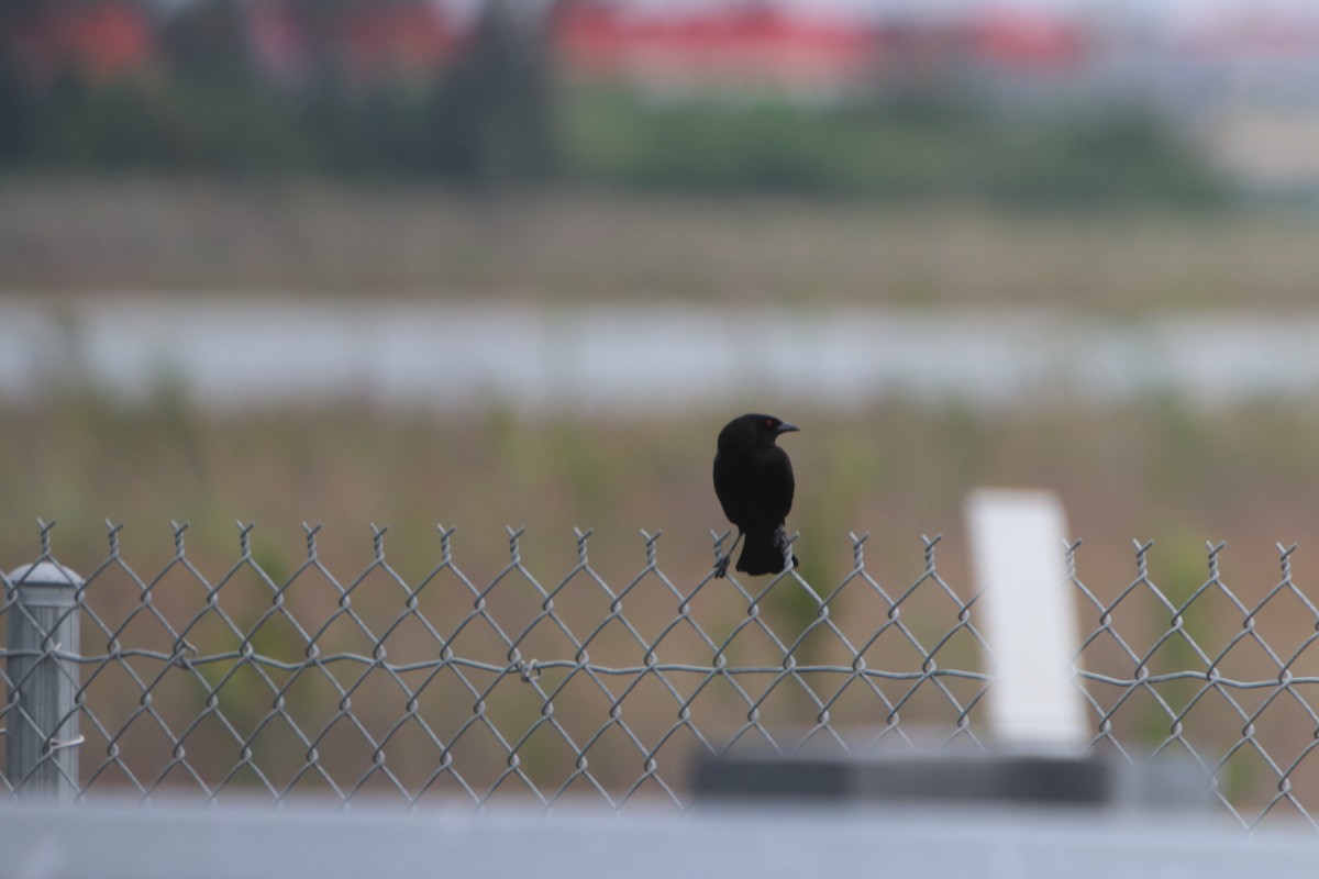 Bronzed Cowbird - ML227623831