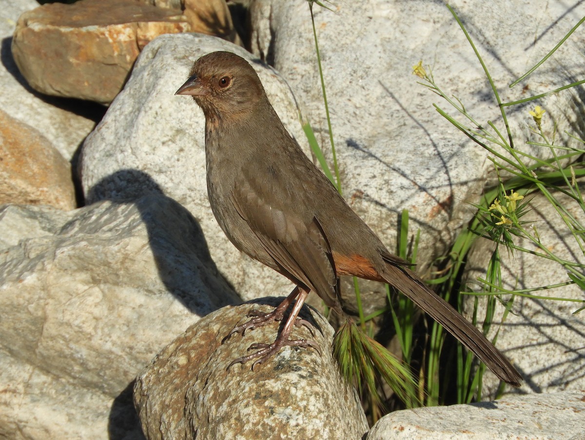 California Towhee - ML227624291