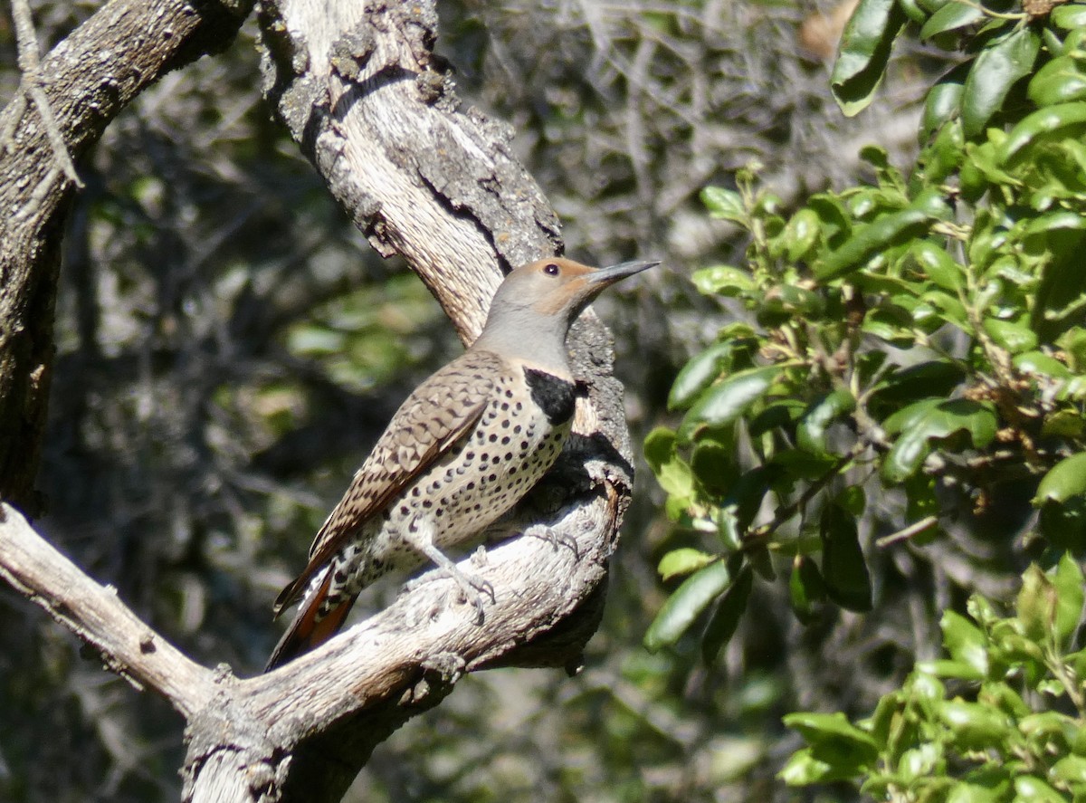 Northern Flicker (Red-shafted) - ML227624861