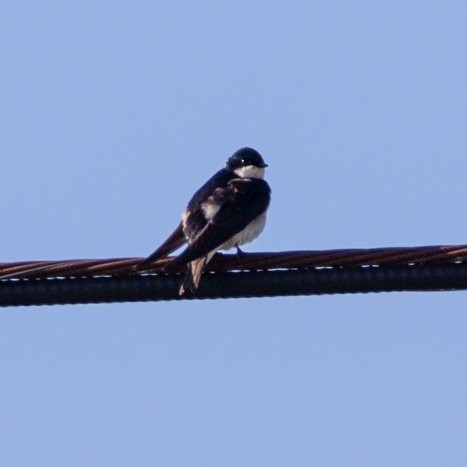 Golondrina Bicolor - ML227625071