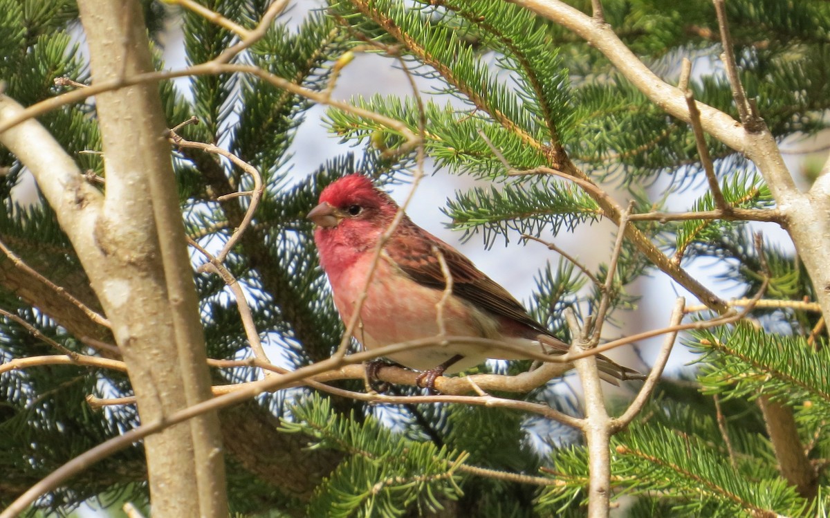 Purple Finch - ML227626691