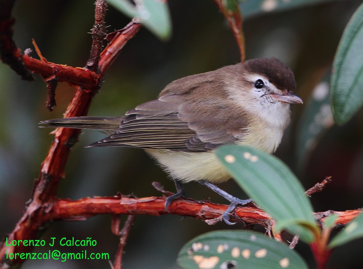 Brown-capped Vireo - ML227629241