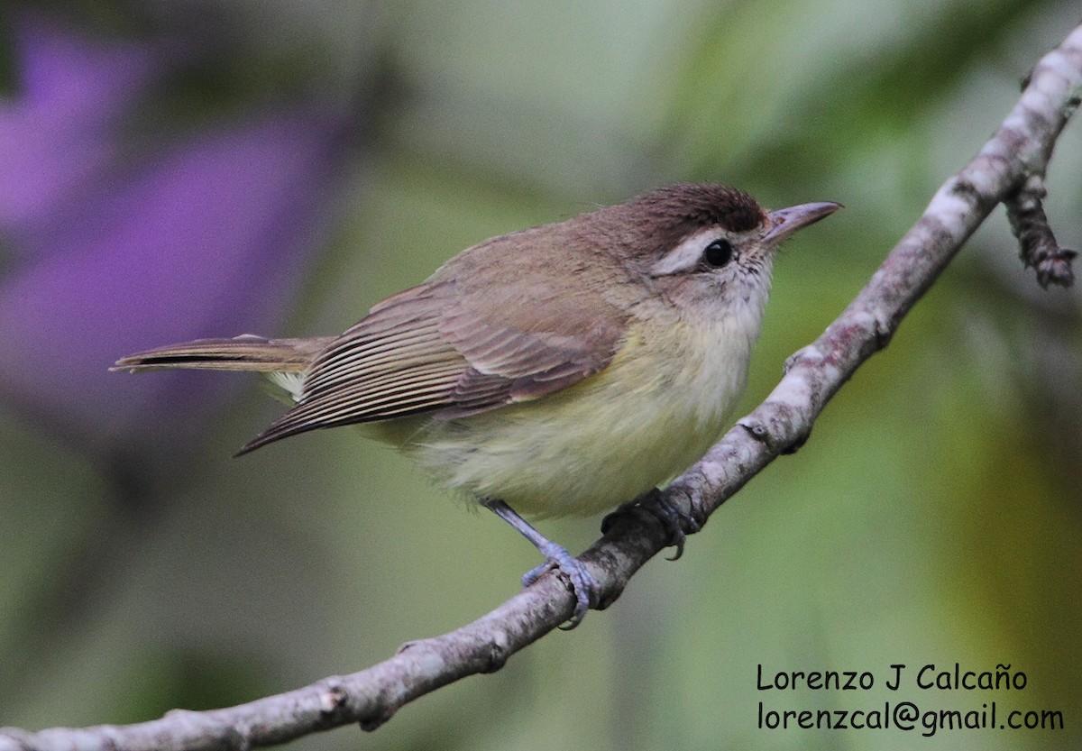 Brown-capped Vireo - ML227630331