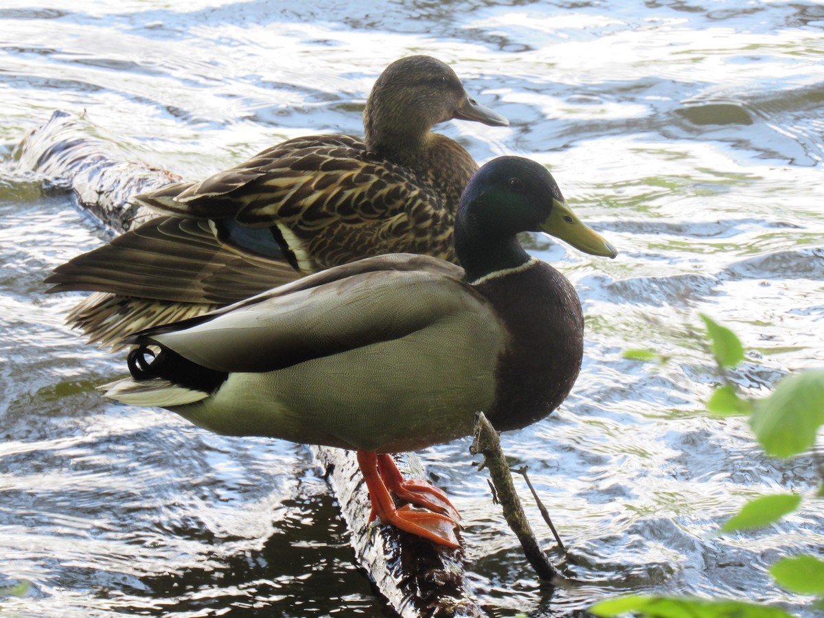 Mallard - ML227630531