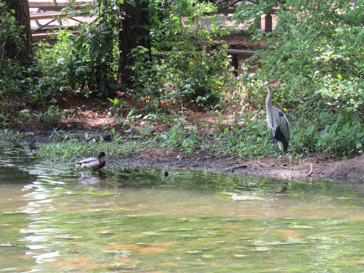 Mallard - ML227630561
