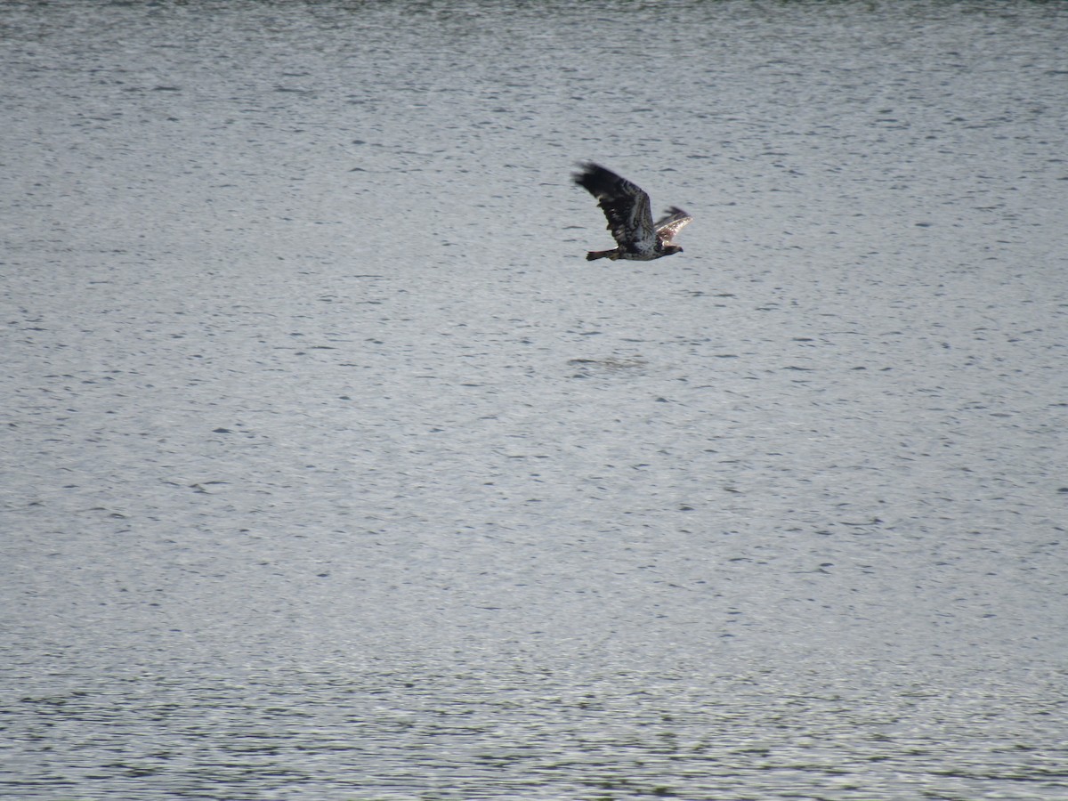 Bald Eagle - ML227631161