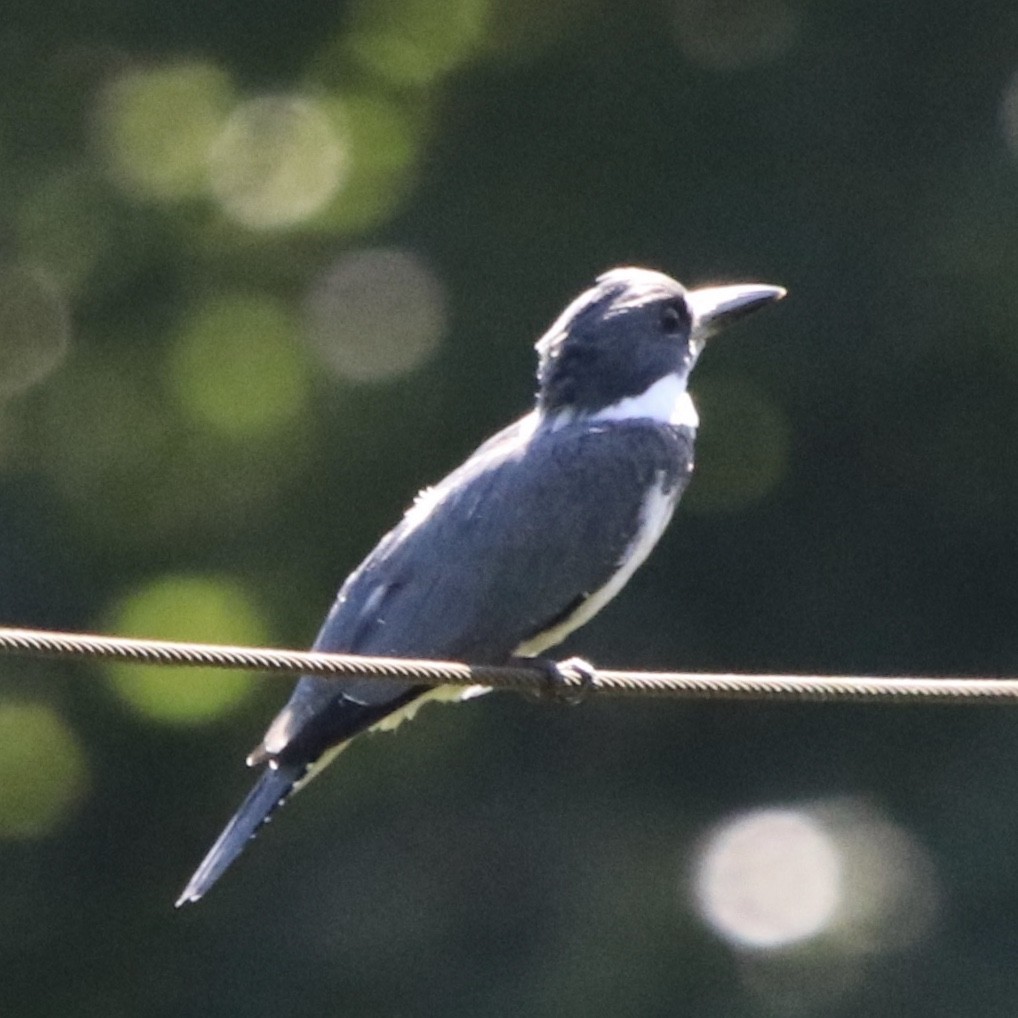 Belted Kingfisher - ML227633731
