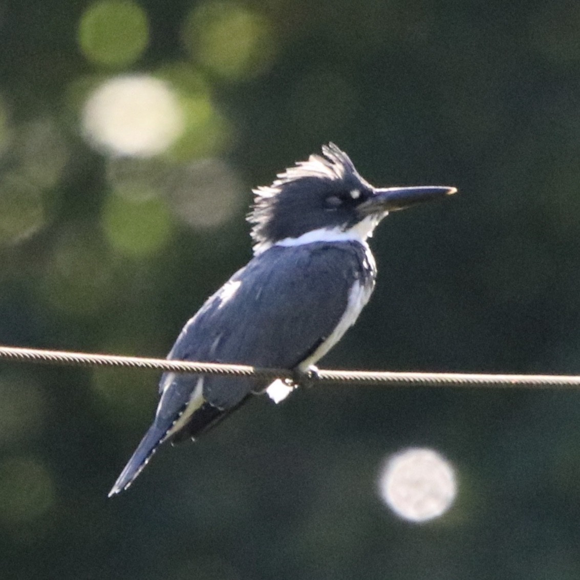 Belted Kingfisher - ML227633741