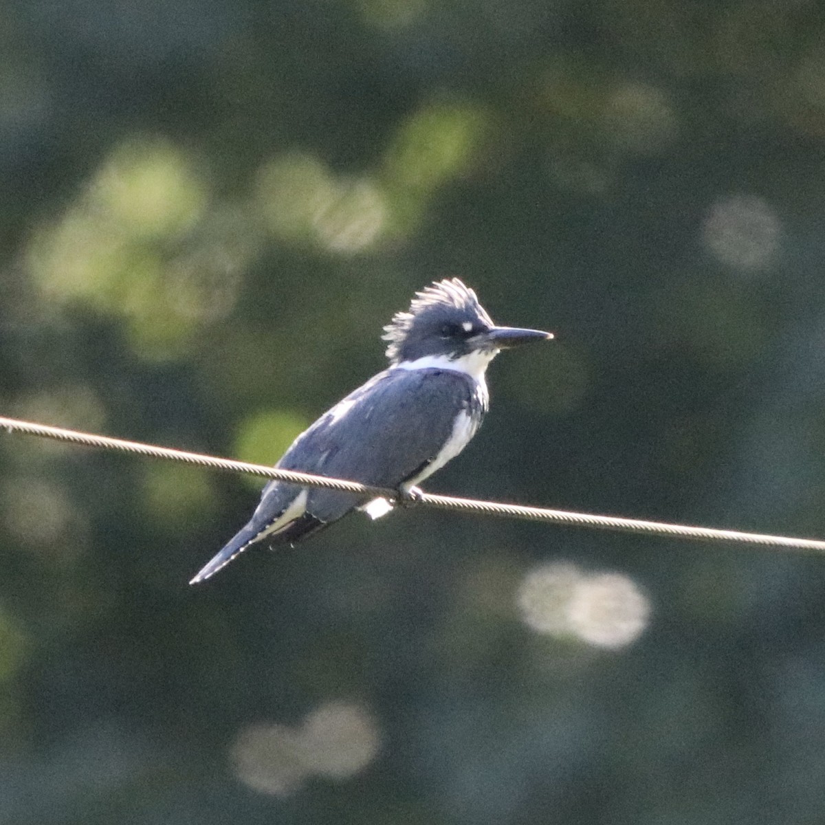 Belted Kingfisher - ML227633751