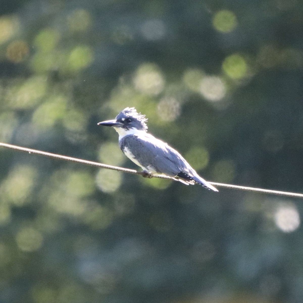 Belted Kingfisher - ML227633761