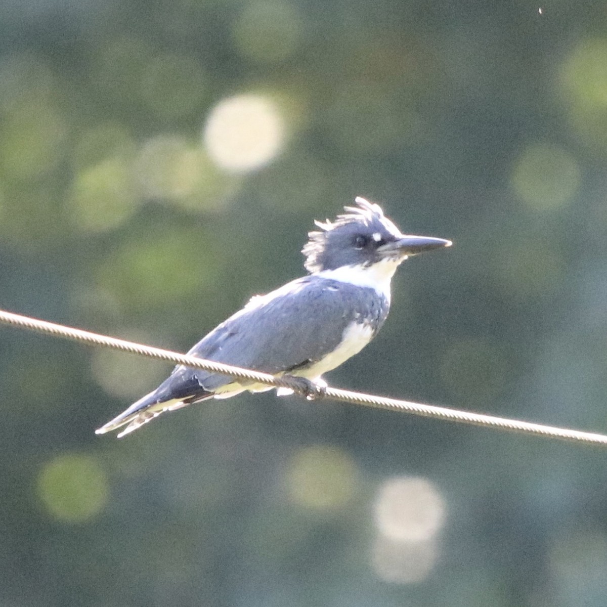 Belted Kingfisher - ML227633801