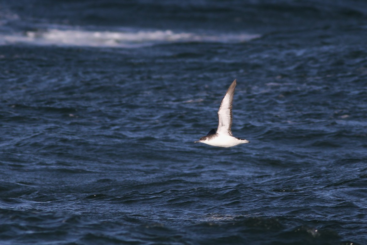 Manx Shearwater - Alex Lamoreaux