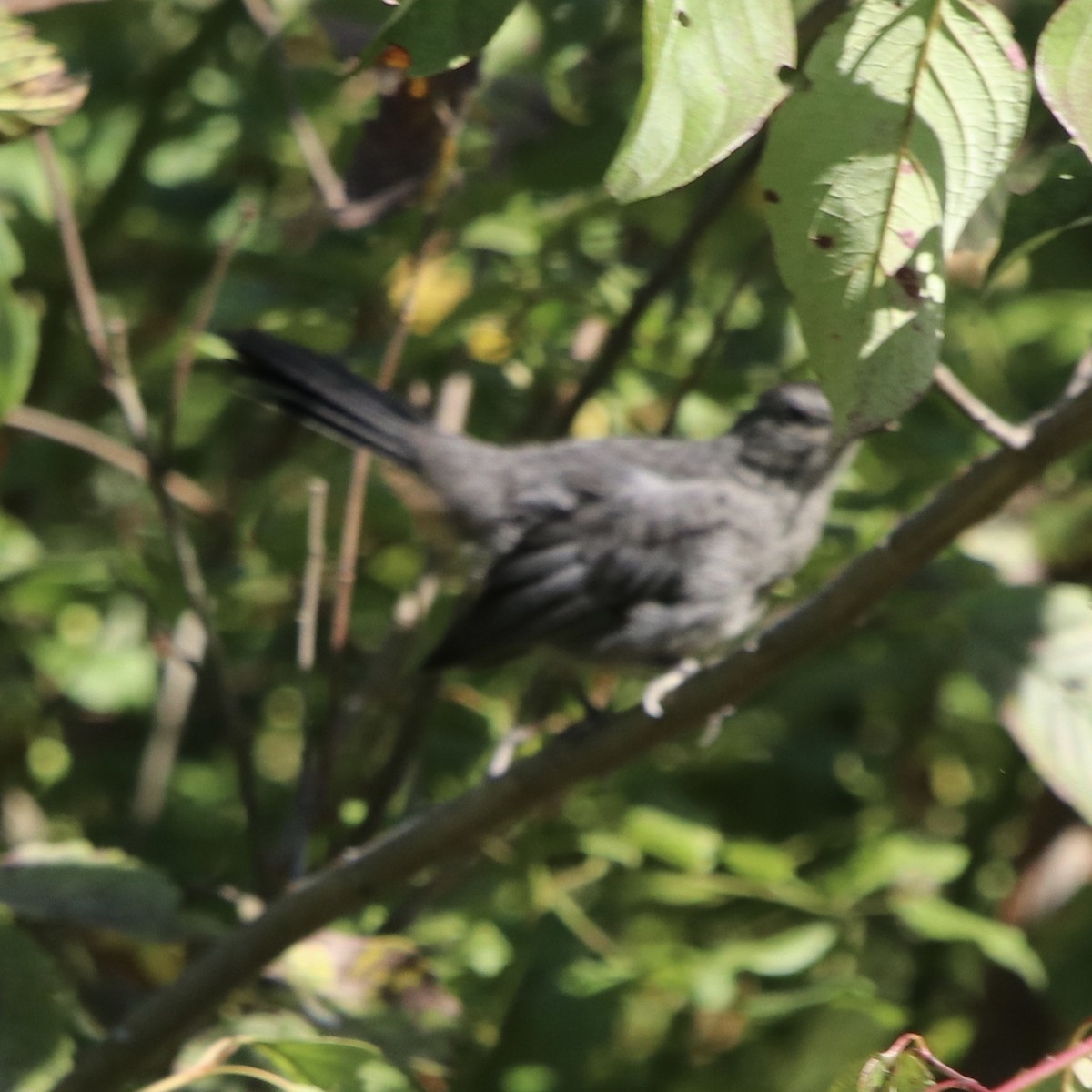 Pájaro Gato Gris - ML227634911