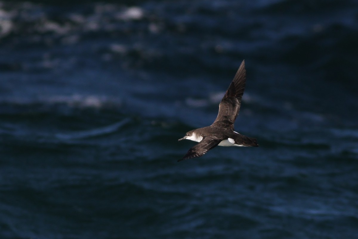 Manx Shearwater - Alex Lamoreaux