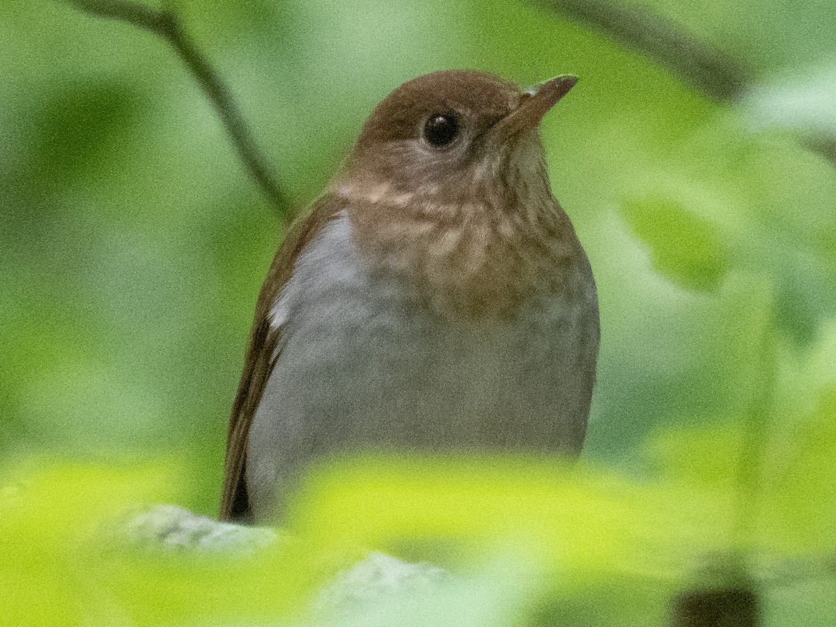 Veery - ML227636071