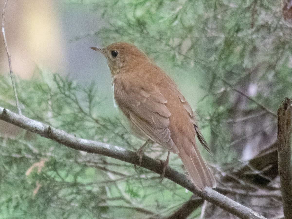 Veery - ML227636251