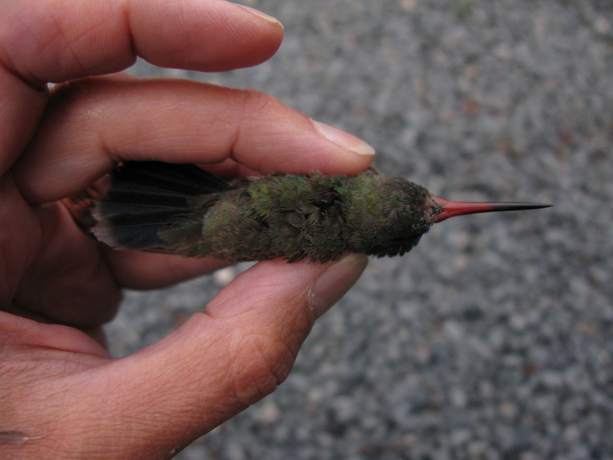 Broad-billed Hummingbird - Sue Finnegan