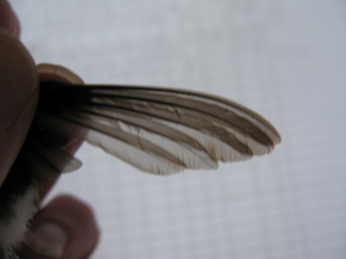 kolibřík širokozobý - ML227636401
