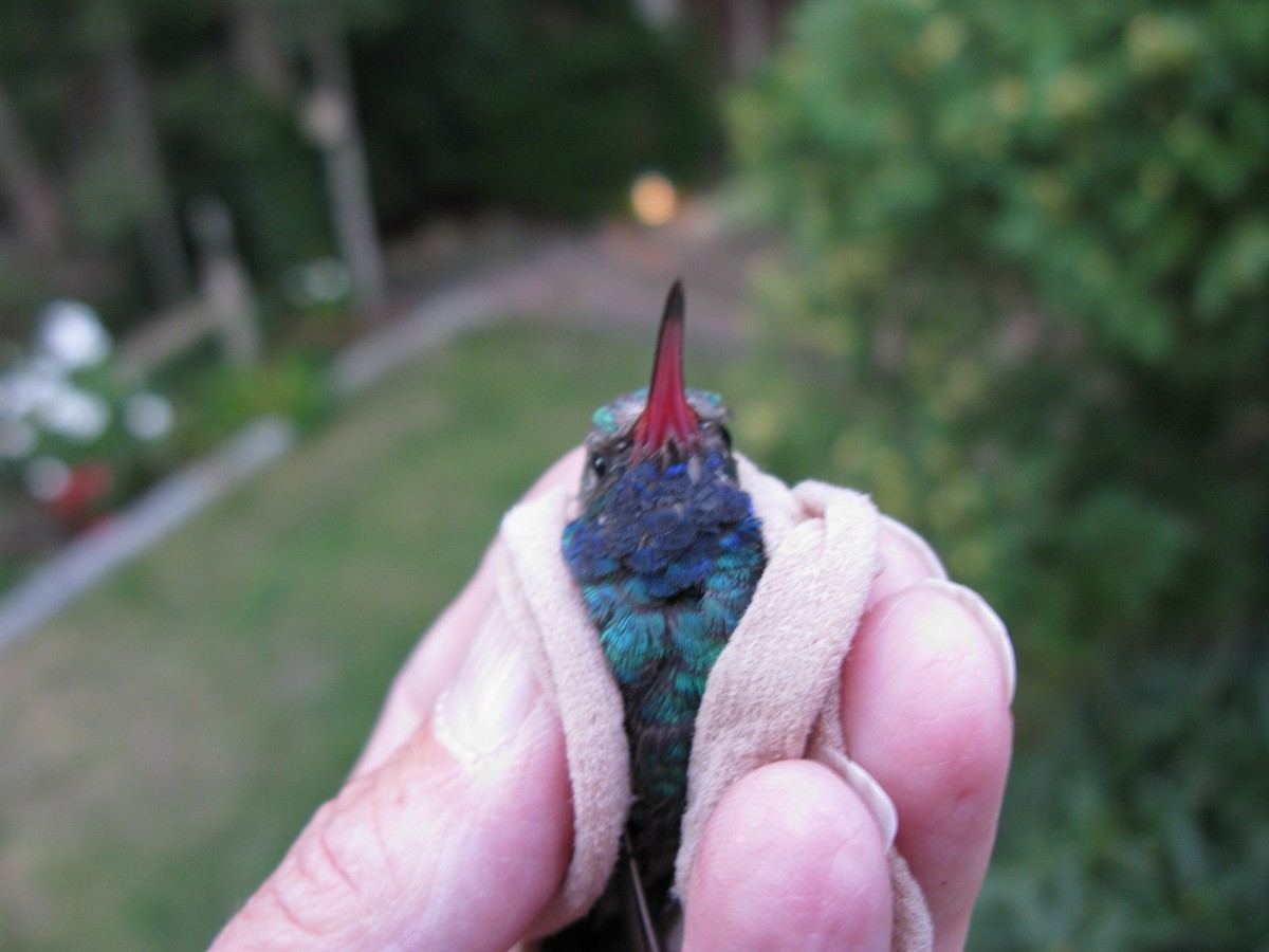 Colibrí Piquiancho Común - ML227636411