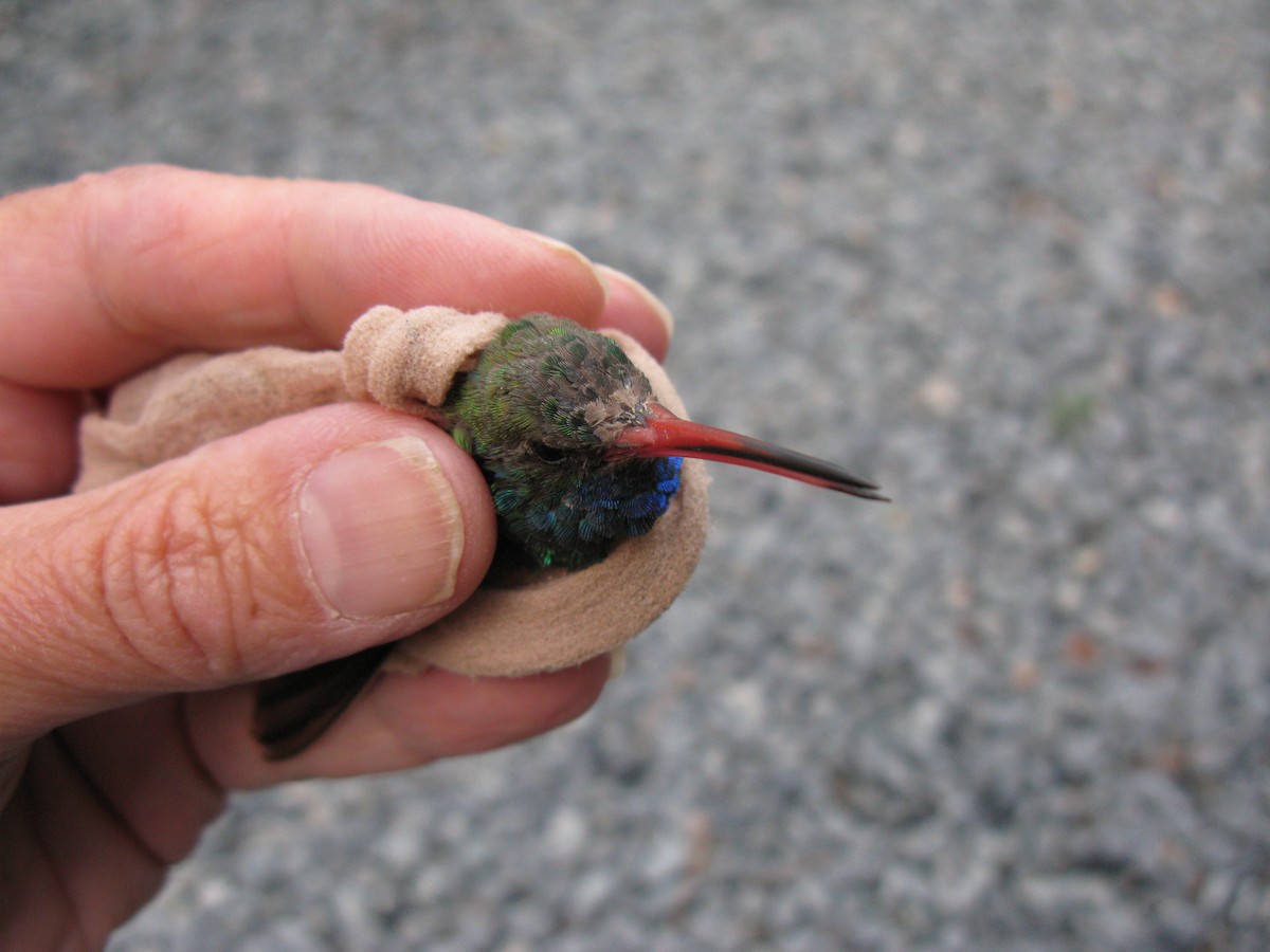 Broad-billed Hummingbird - ML227636421