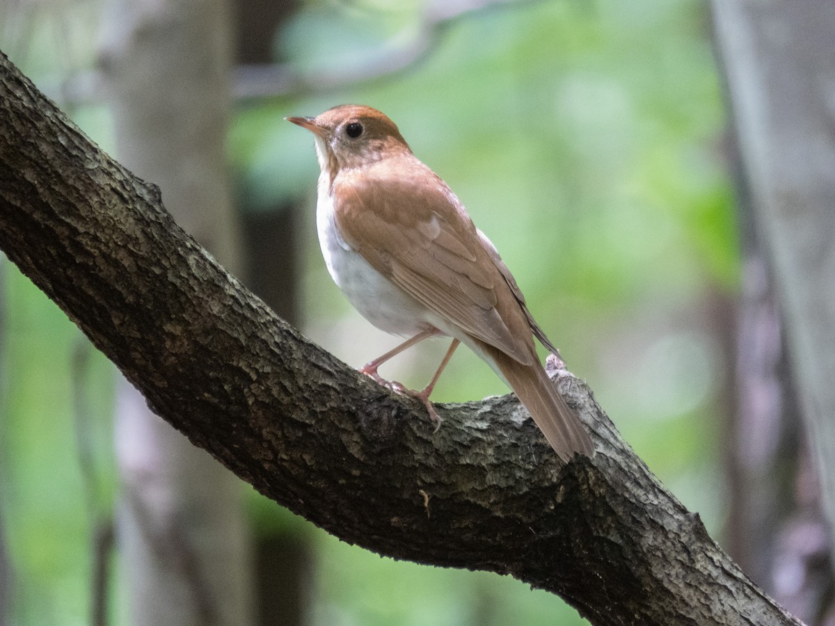 Veery - ML227636561