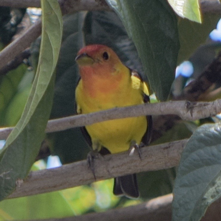 Western Tanager - Paul  Contreras