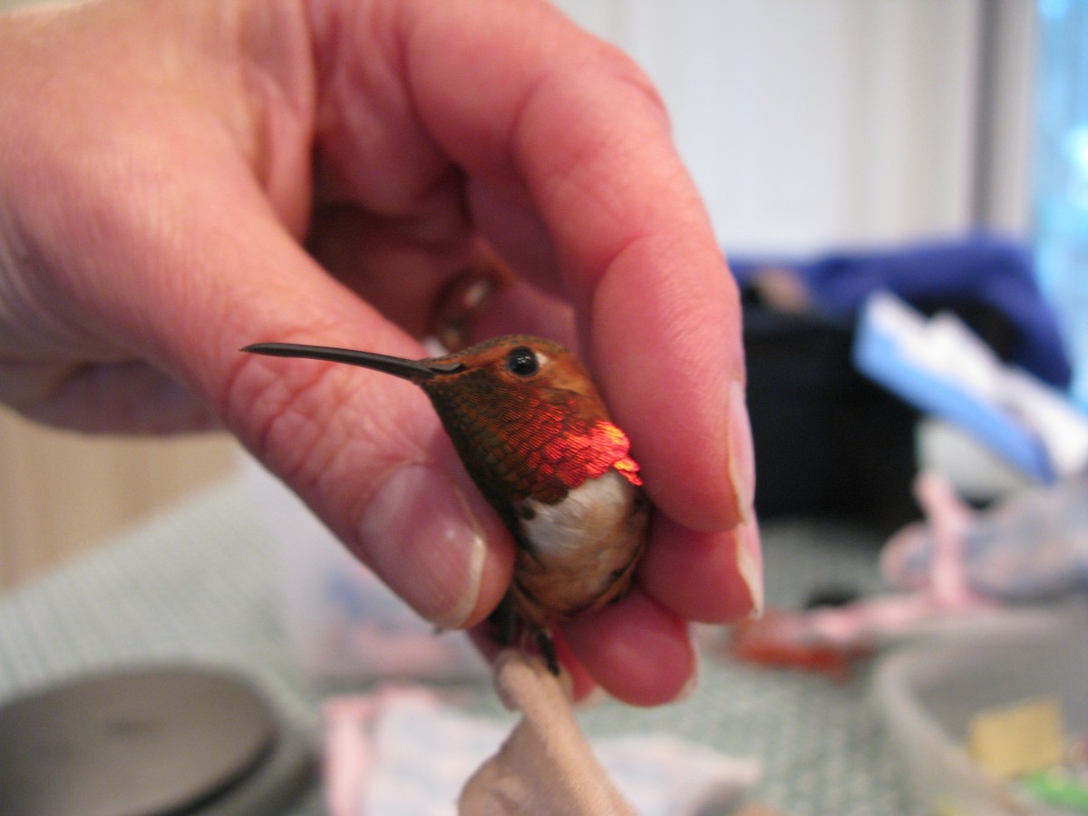 Allen's Hummingbird - ML227637591