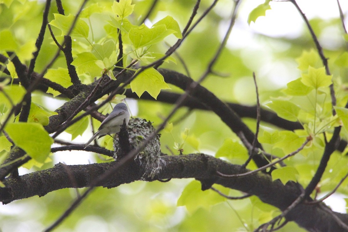 Blue-gray Gnatcatcher - ML227639061