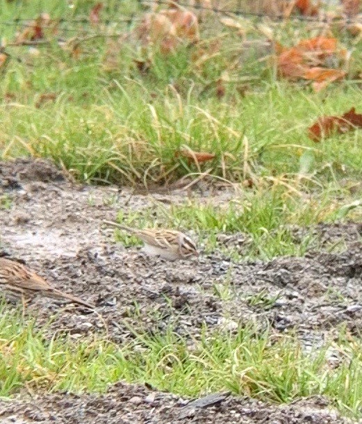 Clay-colored Sparrow - Kevin Rybczynski
