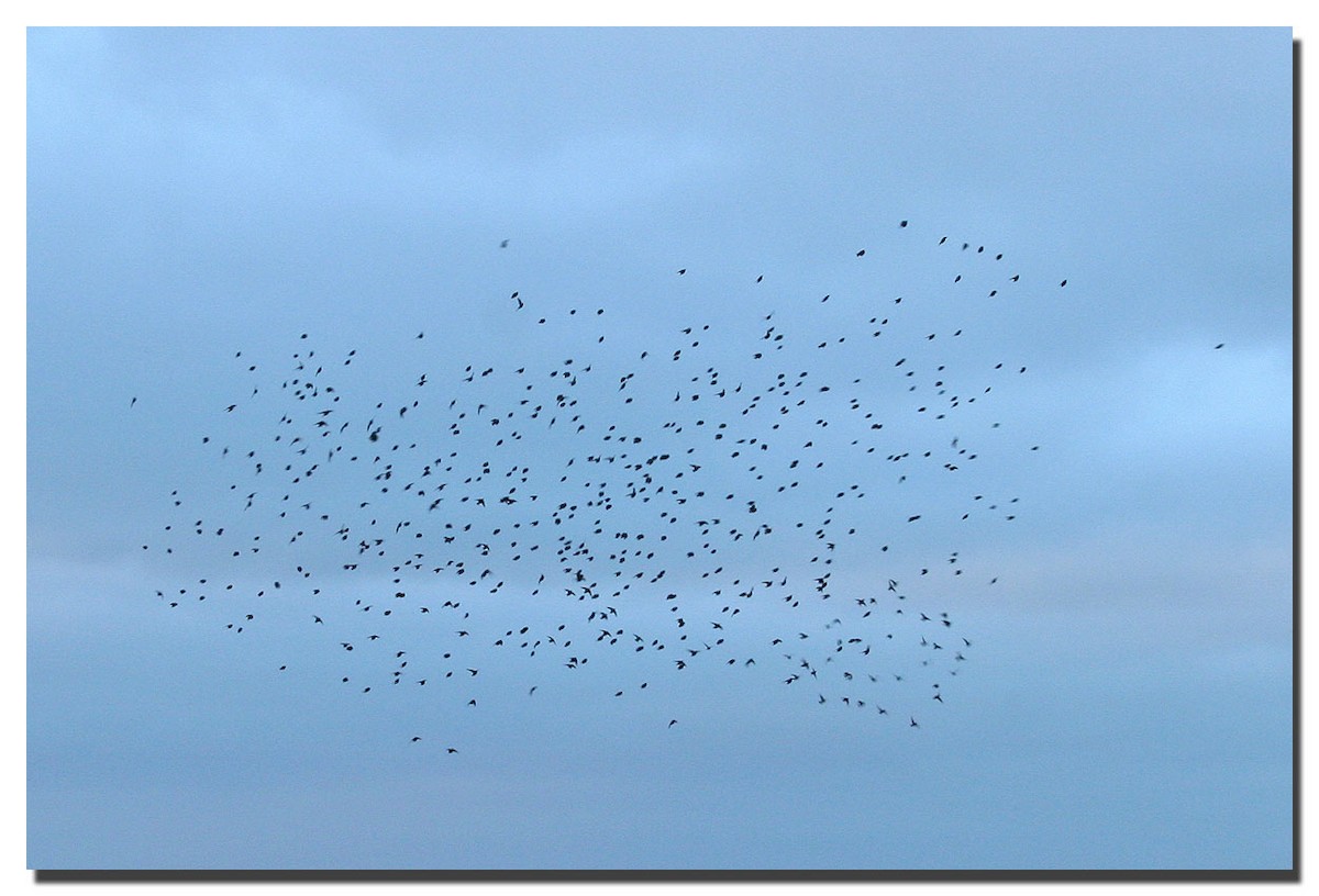 European Starling - ML227639741