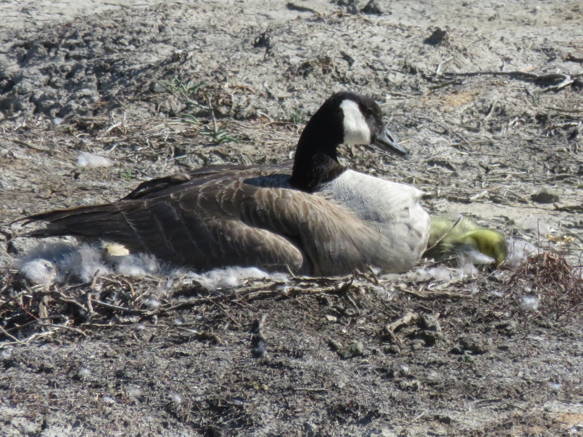 Canada Goose - ML227640321