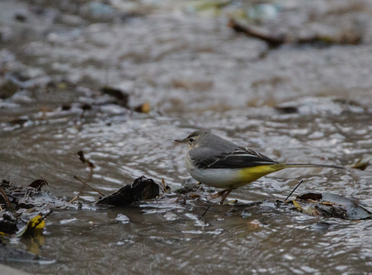 Gray Wagtail - ML227640431